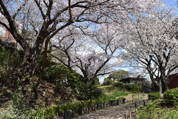 150402 michi DSC_0079.jpg